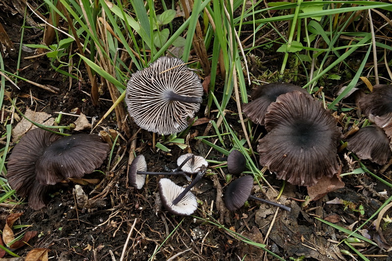 Schubbig staalsteeltje - Entoloma asprellum